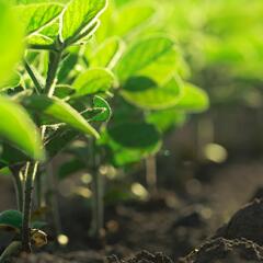 Seedlings growing out of soil