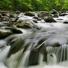 Water rushing over rocks surrounded by foliage