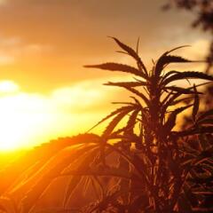 Hemp plant silhouette with sunset in background