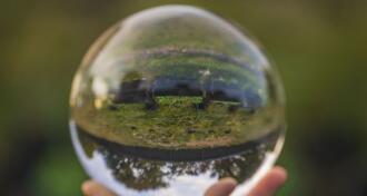 crystal ball with inverted image of green natural landscape