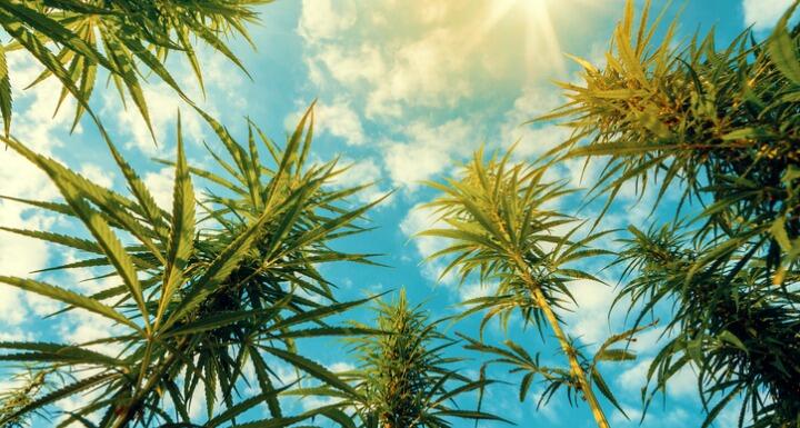 shot of hemp plants with blue skies