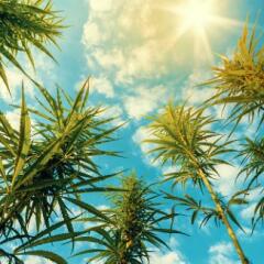 shot of hemp plants with blue skies