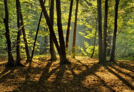 Landscape of Eastern NC Pine Forest