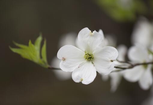 Dogwood blossom, the state flower of North Carolina