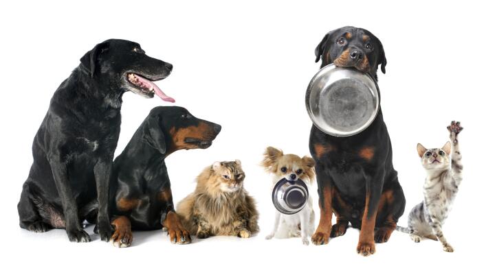 Row of dogs and cats holding silver food dishes in their mouths