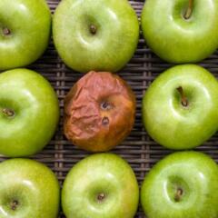 one rotten apple in a group of a dozen apples