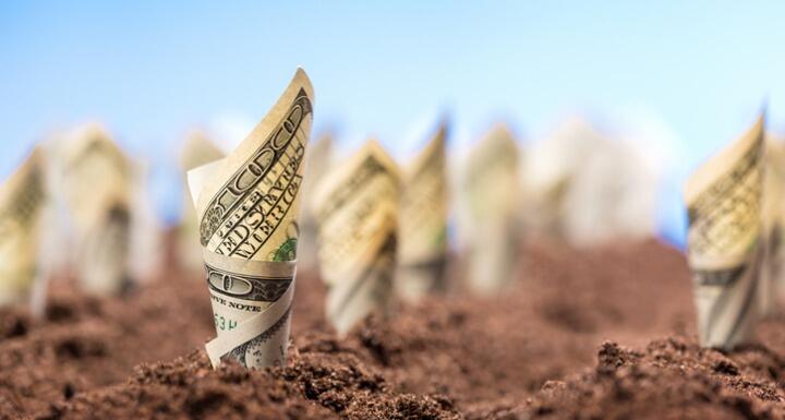 100 dollar bills rolled up and planted in rows in a field