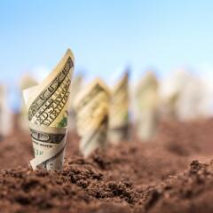 100 dollar bills rolled up and planted in rows in a field
