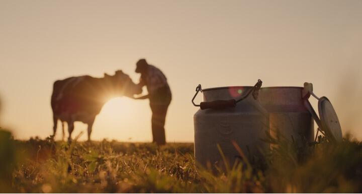  silhouette of a farmer, stands near a cow