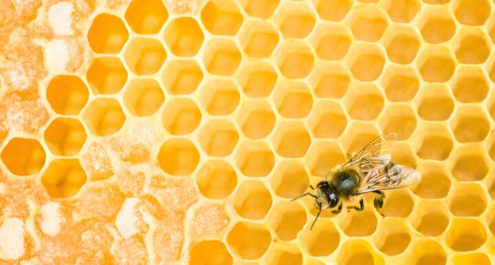 Working bee on Honeycomb