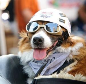biker dog