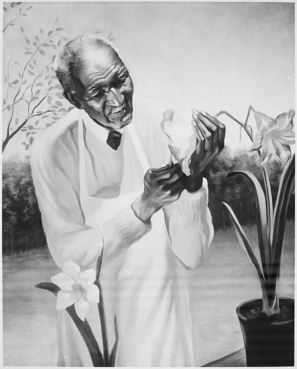 George Washington Carver observing a plant