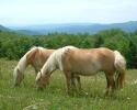 Haflingers in Ashe County