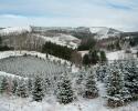 Christmas Trees in Ashe County