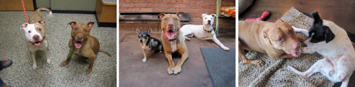 Trio Animal Foundation