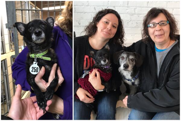 Before & After - Trio Animal Foundation