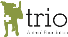animal foundation