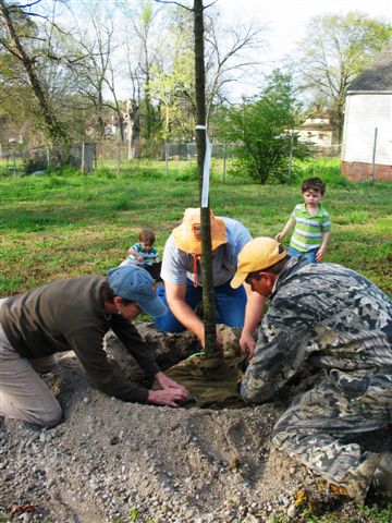 maple tree planting