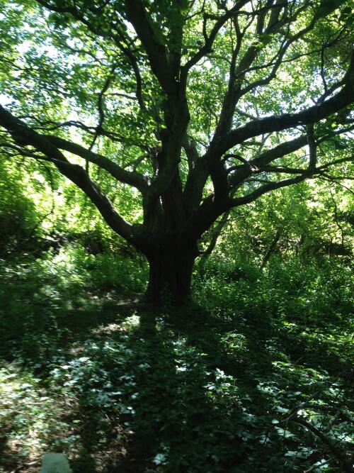 Fulling Mill Tree