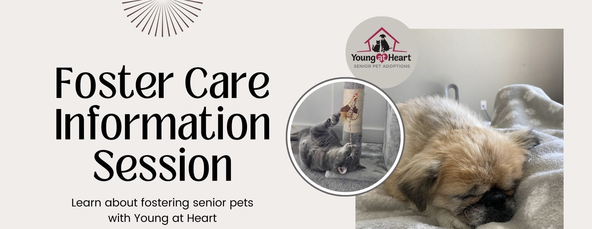 Elder Pet Care Fort Collins: Compassionate Services for Your Senior Furry Friends