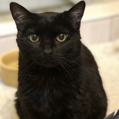 Phoebe