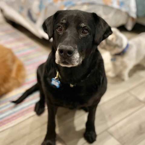 Bella