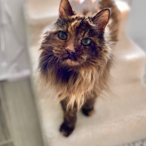 Fluffy