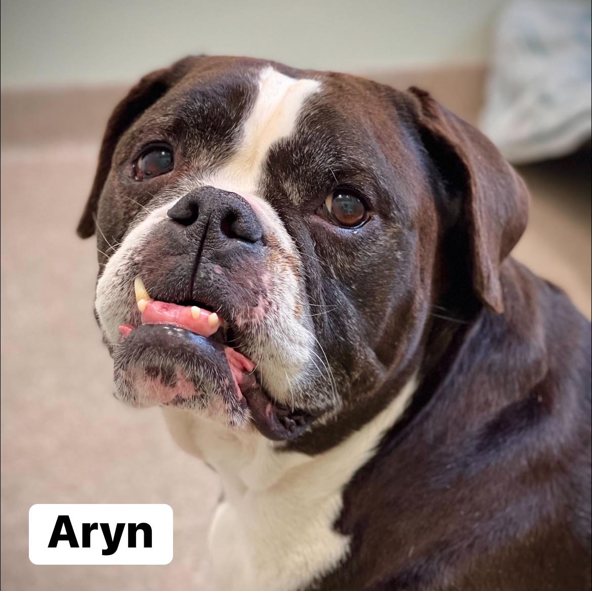 Aryn Dog for Adoption