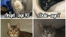Welcome New Kitties!