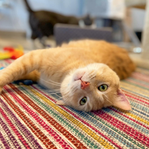 Sammy
