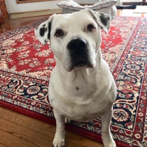 Blanca