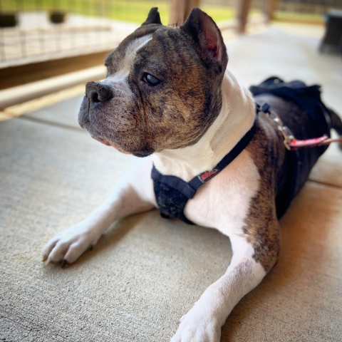 Shirley