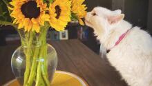 Your Support Helps Our Sanctuary Program