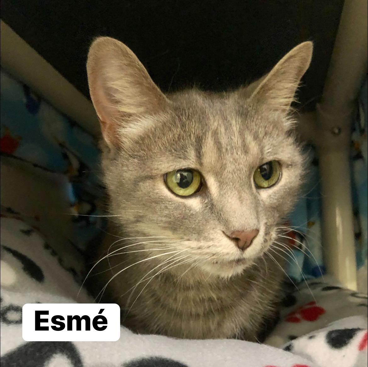 Esme Cat for Adoption
