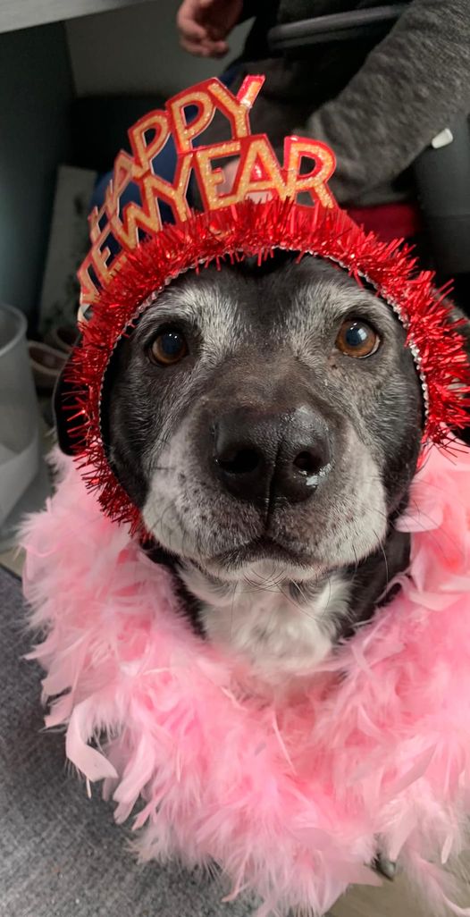 Happy New Year Young at Heart Senior Pet Rescue