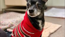 Attention, Chihuahua Fans!