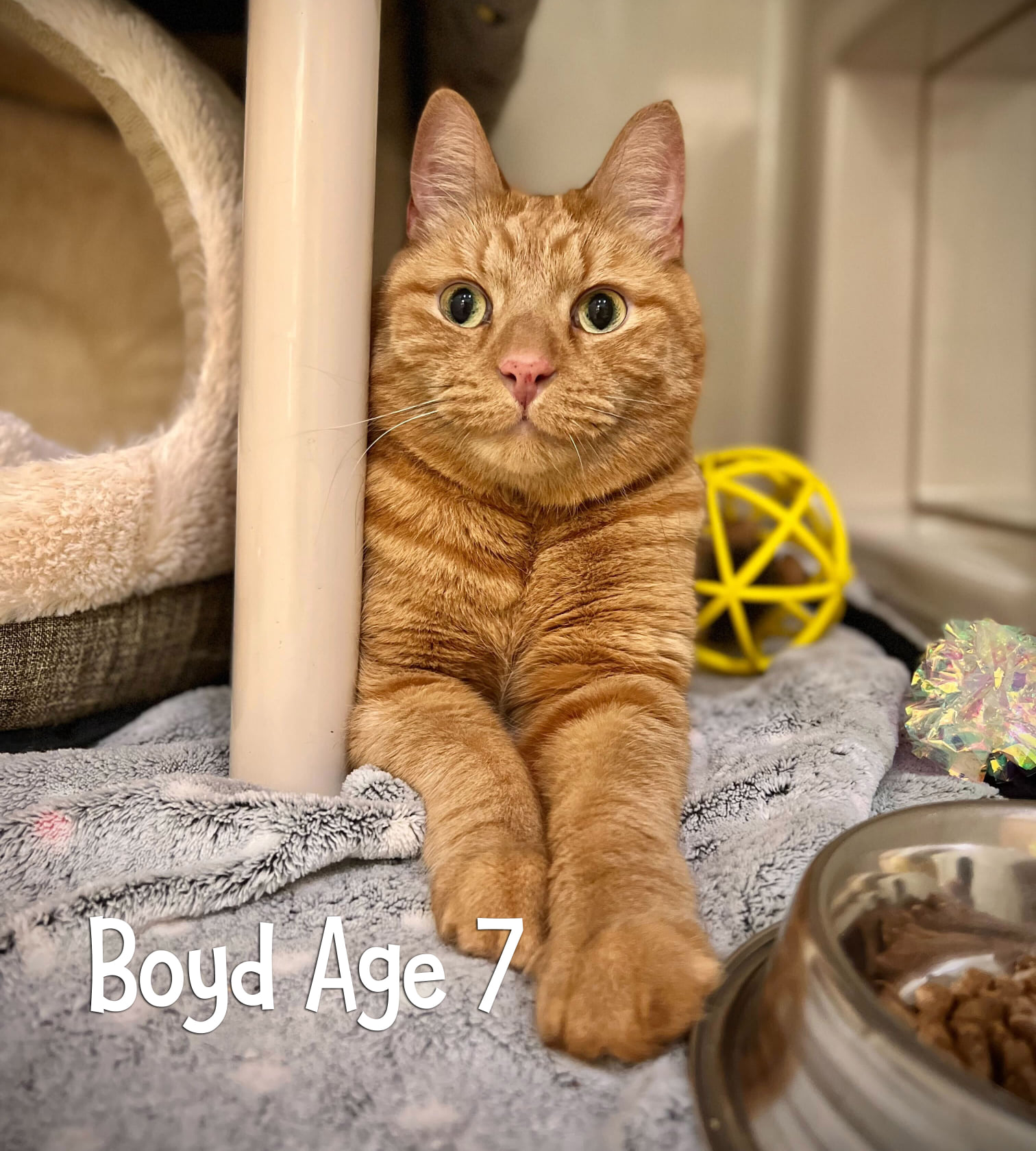 Boyd Cat for Adoption