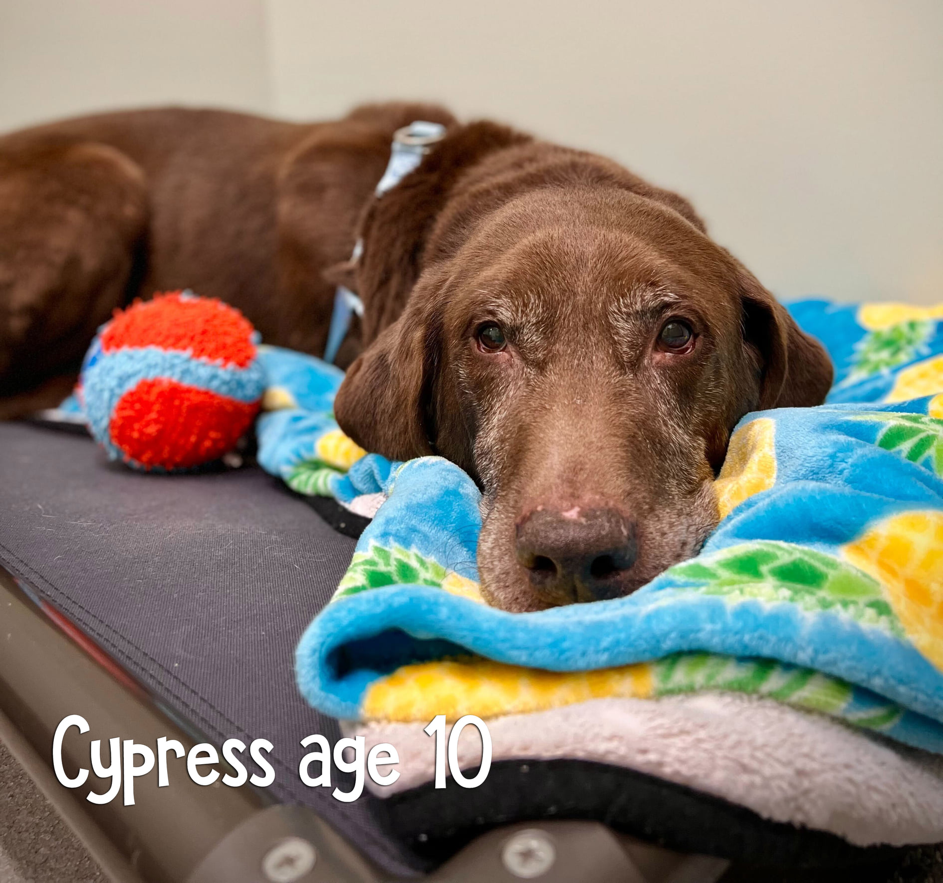 Cypress Dog for Adoption