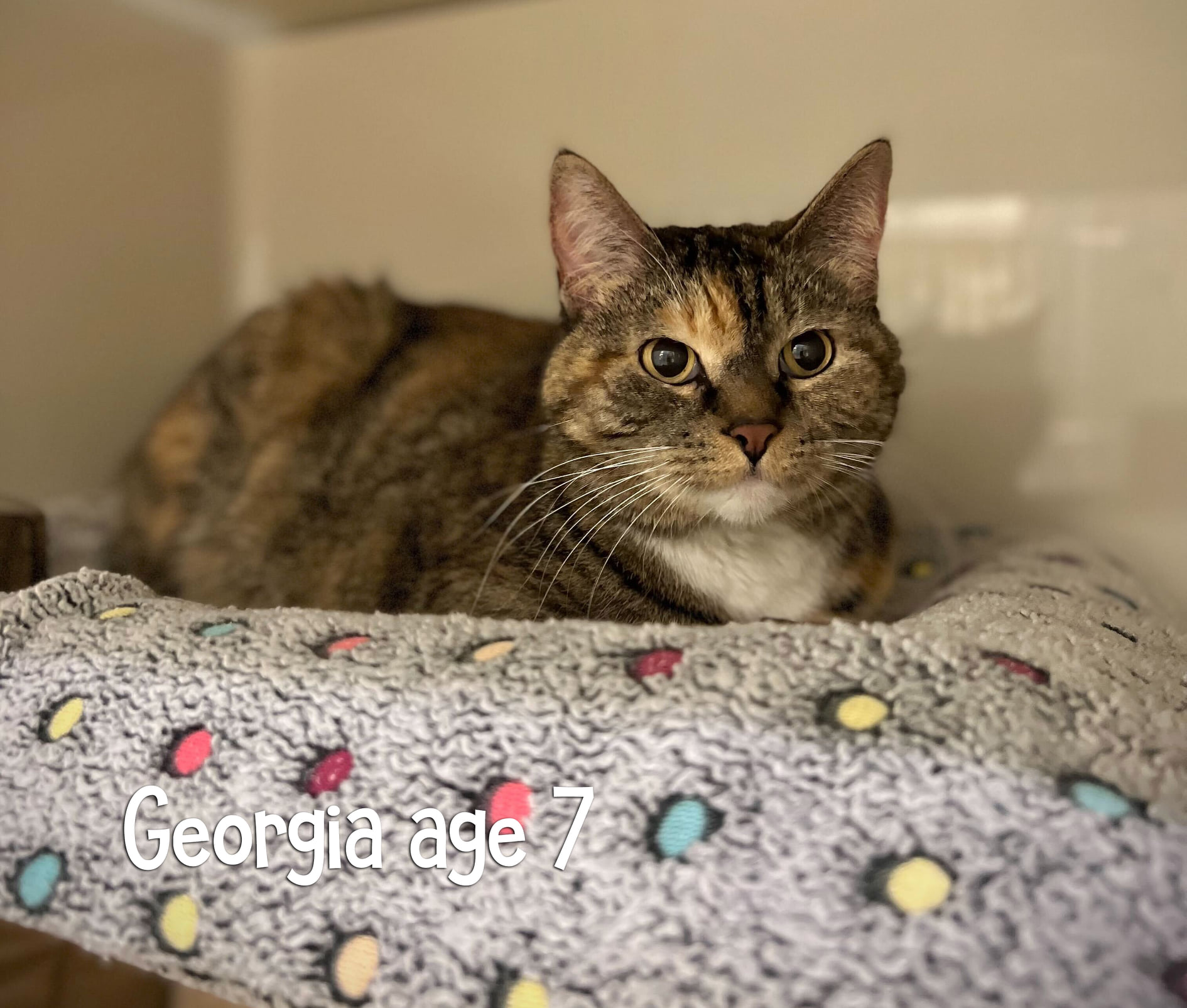 Georgia Cat for Adoption
