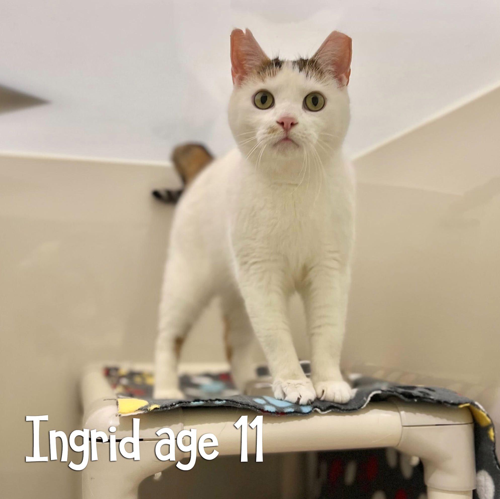 Ingrid Cat for Adoption