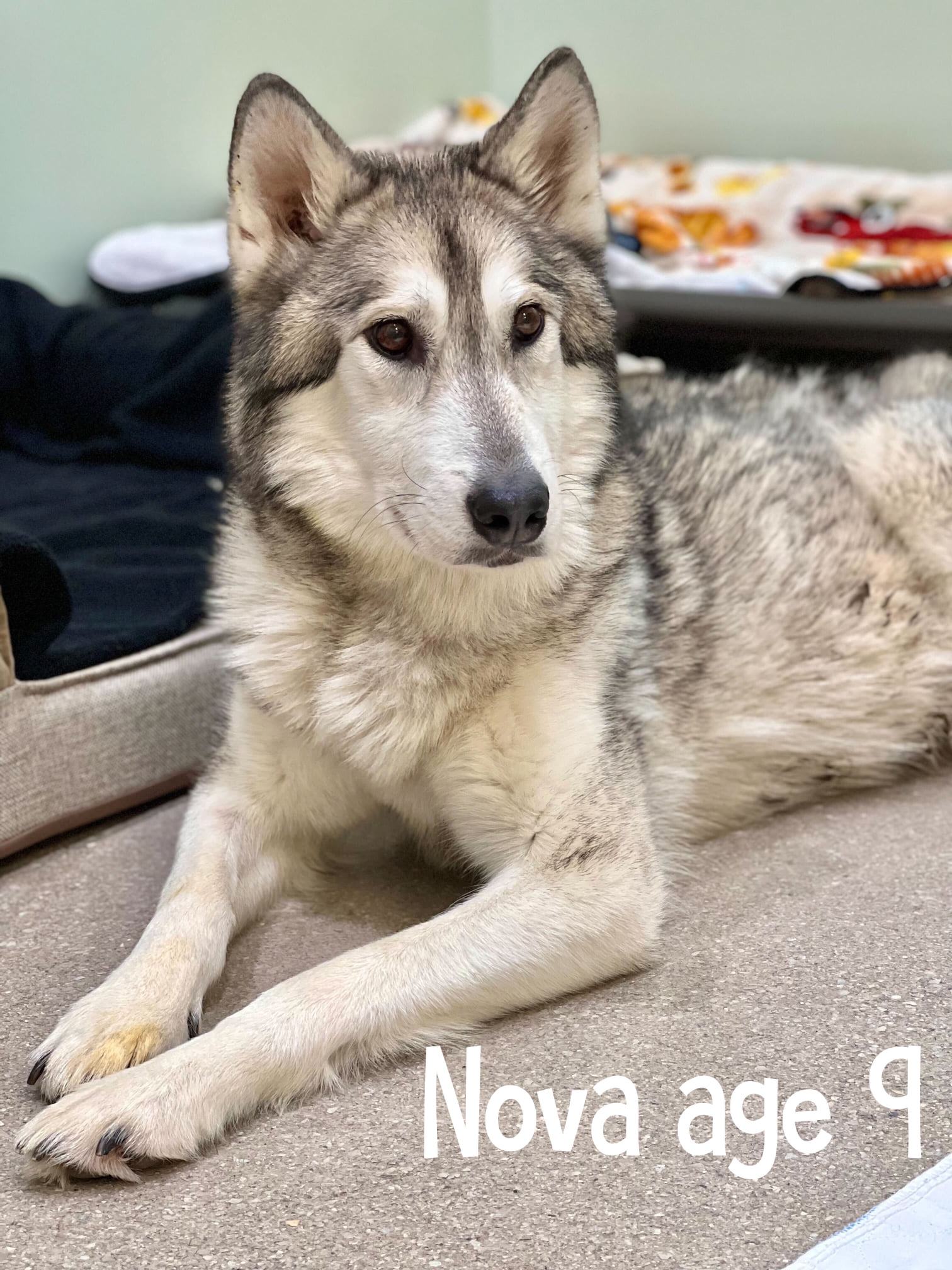 Nova Dog for Adoption