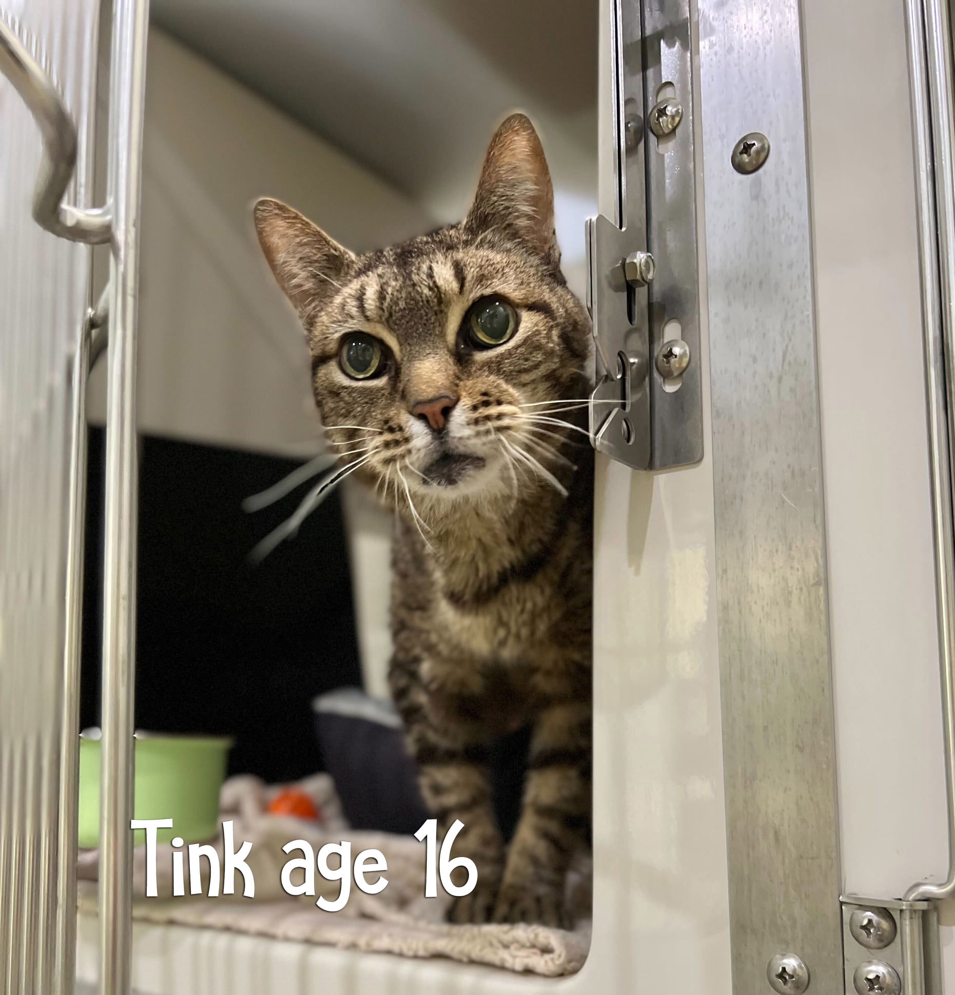 Tink Cat for Adoption