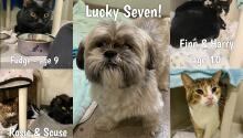 Welcome, Lucky 7