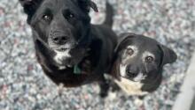 Welcome to the Good Life, Macy and Shelby!