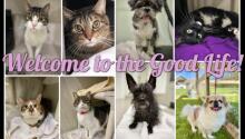 Meet Our Newest Rescues!