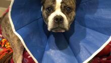 Shirley on the Mend!