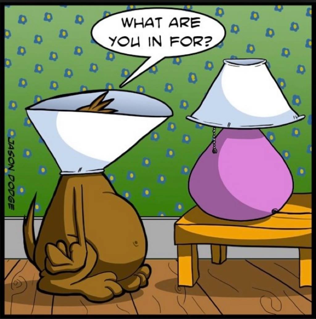 Thank You Veterinarians &amp; Staff! Young At Heart