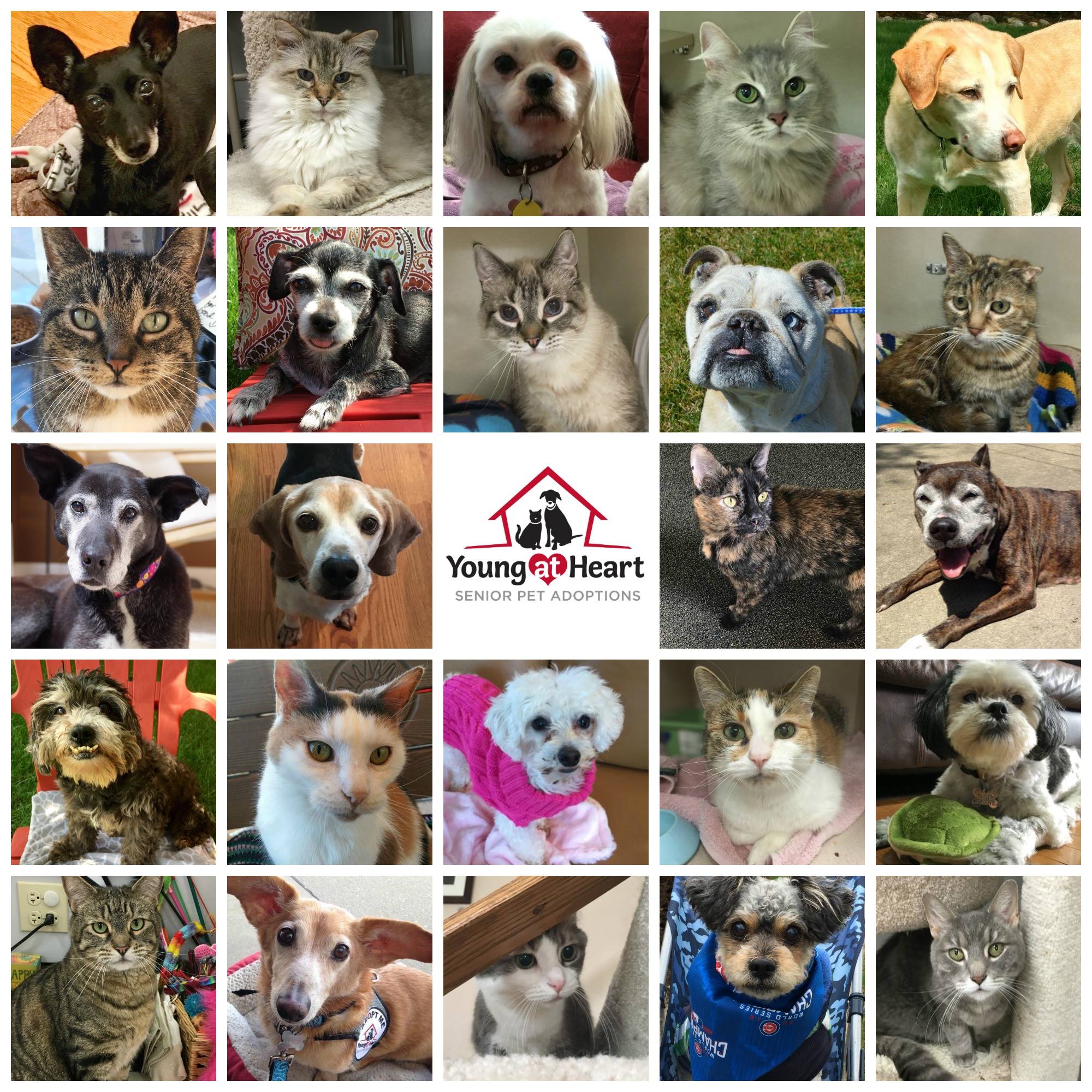 All 27+ Wallpapers young at heart senior pet adoptions photos Full HD, 2k, 4k