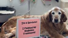 An Update on Sweet Noel