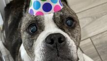 Shirley's Turning 13!